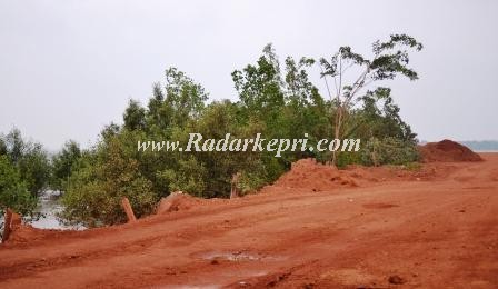 Hutan bakau yang ditimbun untuk loading bauksit yang ditambang secara ilegal di Tanjung Sebauk.