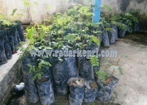 Ratusan Polibet Bibit Petai
