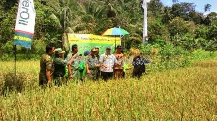 Panen raya padi organik di desa Air Lengir, Anambas, program kerjasama Primer Oli dan warga setempat.