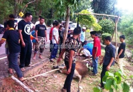 Pemotongan hewan qurban dari FKPII Tanjungpinang dan Kepri di Jl Soekarno-Hatta.