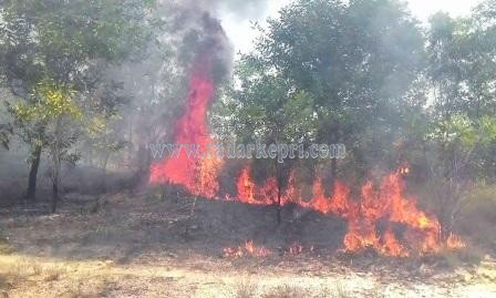 Kebakaran hutan di RT 02 RW 02 Kelurahn Batu 9, Kecamatan Tanjungpinang Timur hanguskan 2 hektar lahan, Jumat (06/03),