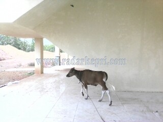 Inilah sapi betina yang istirahat di bangunan GOW Natuna, Kamis (01/09) siang.